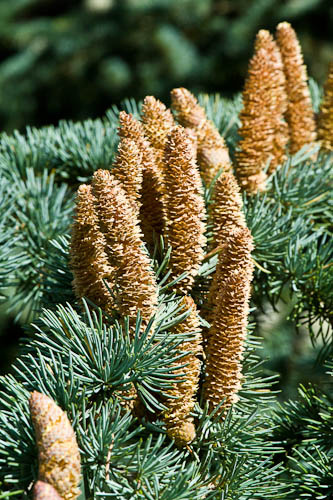 Cedrus atlantica